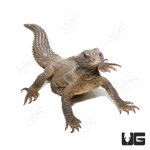 ug_juvenile_egyptian_uromastyx_1.jpg