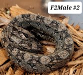 TMBF2M2.jpg