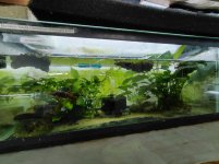 Adult Shanjing 20L.jpg