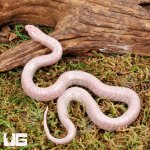 ug_Baby_Jelly_Ghost_Kingsnake_5.jpg