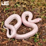 ug_Baby_Jelly_Ghost_Kingsnake_4.jpg