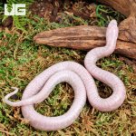 ug_Baby_Jelly_Ghost_Kingsnake_3.jpg