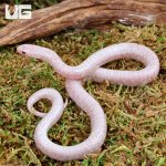ug_Baby_Jelly_Ghost_Kingsnake_2.jpg