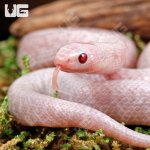 ug_Baby_Jelly_Ghost_Kingsnake_1.jpg