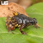 ug_Saffron_Bellied_Frog_4.jpg