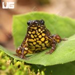 ug_Saffron_Bellied_Frog_3.jpg