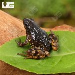 ug_Saffron_Bellied_Frog_2.jpg