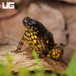 ug_Saffron_Bellied_Frog_1.jpg