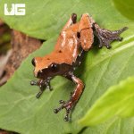 ug_Smooth_Skinned_Warty_Frog_4.jpg