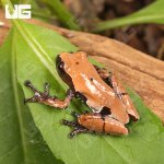 ug_Smooth_Skinned_Warty_Frog_3.jpg