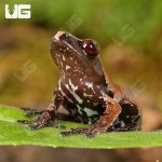 ug_Smooth_Skinned_Warty_Frog_2.jpg