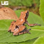 ug_Smooth_Skinned_Warty_Frog_1.jpg