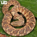 ug_Northern Water Snake_4.jpg