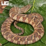 ug_Northern Water Snake_3.jpg