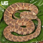 ug_Northern Water Snake_2.jpg