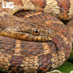 ug_Northern Water Snake_1.jpg