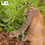 ug_Baby_Gekko_Nutaphandi_4.jpg