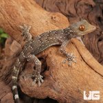 ug_Baby_Gekko_Nutaphandi_3.jpg