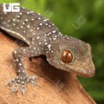 ug_Baby_Gekko_Nutaphandi_2.jpg