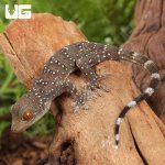 ug_Baby_Gekko_Nutaphandi_1.jpg