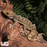 ug_Gekko_Nutaphandi_5.jpg