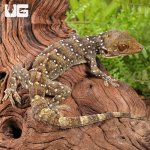 ug_Gekko_Nutaphandi_2.jpg