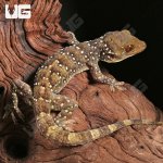 ug_Gekko_Nutaphandi_1.jpg