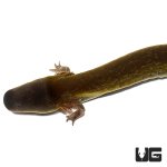 ug_lesser_siren_4.jpg
