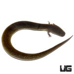 ug_lesser_siren_3.jpg