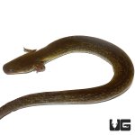 ug_lesser_siren_2.jpg