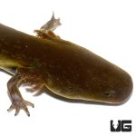 ug_lesser_siren_1.jpg