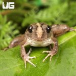 ug_Asian_Rice_Frog_4.jpg