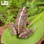 ug_Asian_Rice_Frog_3.jpg