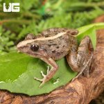 ug_Asian_Rice_Frog_2.jpg