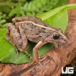 ug_Asian_Rice_Frog_1.jpg