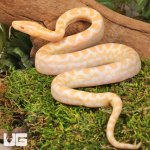 ug_Baby Albino Colombian Rainbow Boa_4.jpg