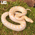 ug_Baby Albino Colombian Rainbow Boa_3.jpg