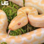 ug_Baby Albino Colombian Rainbow Boa_2.jpg