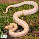 ug_Baby Albino Colombian Rainbow Boa_1.jpg