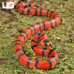 ug_Baby_Tangerine_Honduran_Milksnake_4.jpg