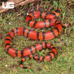 ug_Baby_Tangerine_Honduran_Milksnake_3.jpg