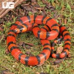 ug_Baby_Tangerine_Honduran_Milksnake_2.jpg