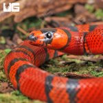 ug_Baby_Tangerine_Honduran_Milksnake_1.jpg