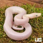 ug_Baby_Leucisty_Colombian_Rainbow_Boa_1.jpg