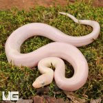 ug_Baby_Leucisty_Colombian_Rainbow_Boa_2.jpg