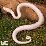 ug_Baby_Leucisty_Colombian_Rainbow_Boa_3.jpg