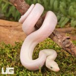 ug_Baby_Leucisty_Colombian_Rainbow_Boa_4.jpg