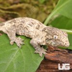 ug_GTX x Nu Ami Leachianus Gecko_4.jpg
