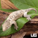 ug_GTX x Nu Ami Leachianus Gecko_3.jpg