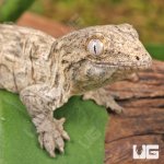 ug_GTX x Nu Ami Leachianus Gecko_2.jpg